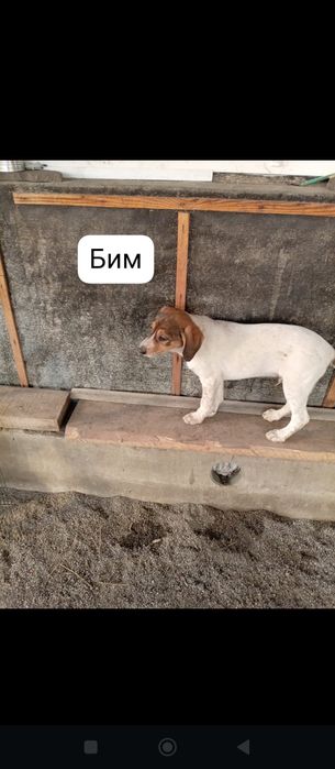 Отдам щенков в добрые руки