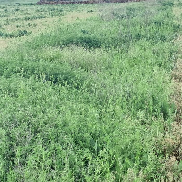 Baloti de fân rotunzi 120×120