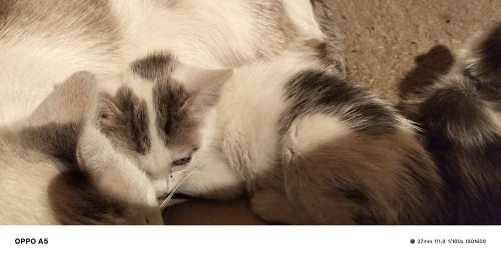 Отдам котят даром