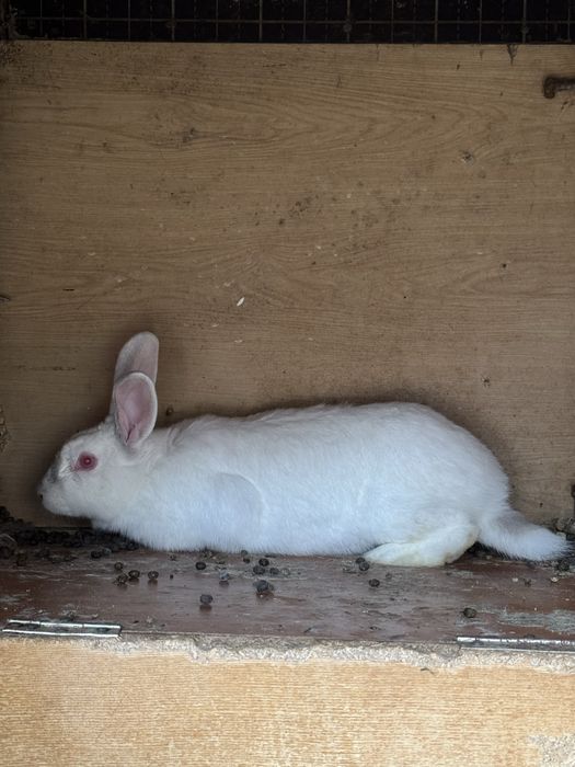 quyon sotiladi xar xil