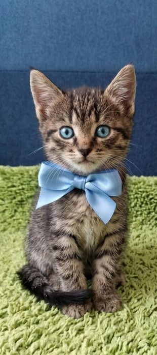 Отдам котят бесплатно