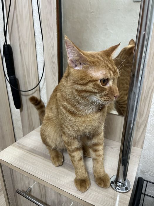 Кот бесплатноооо