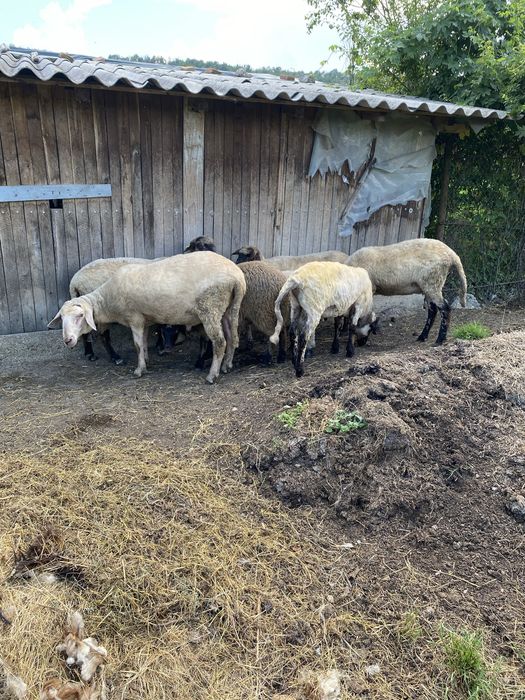 Vand 2 mielute si un berbecut de anul acesta si o osie