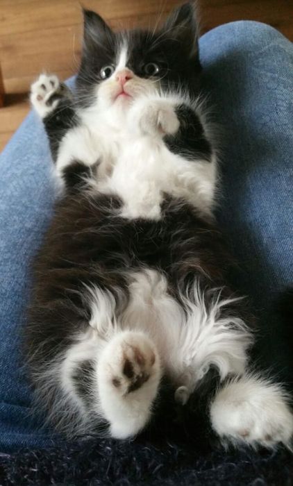Maine Coon         B