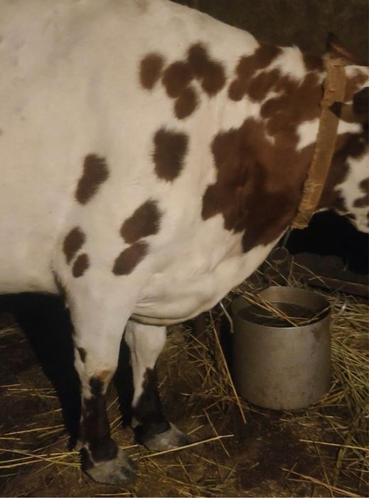 Срочно!Продам высокоудойных коров