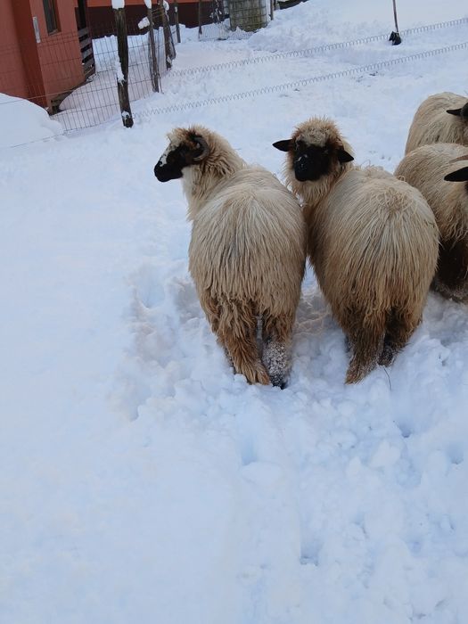 Vând două miele din primăvară.