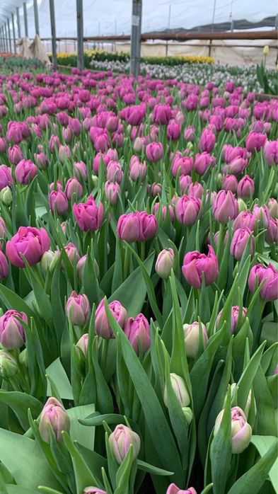 Тюльпаны ПРЕМИУМ КАЧЕСТВА. Предзаказ до 6 марта 700тг