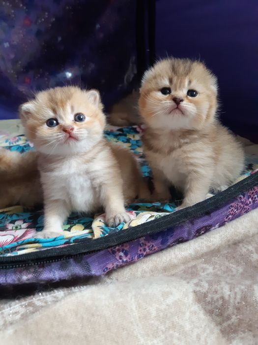 Шотландские Золотые Шиншилы