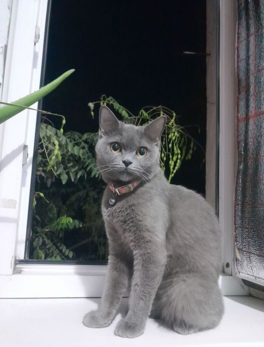 Skotish Strayt Zotli Mushuk Sotiladi