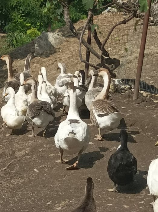 Vand Gaste 130 de lei