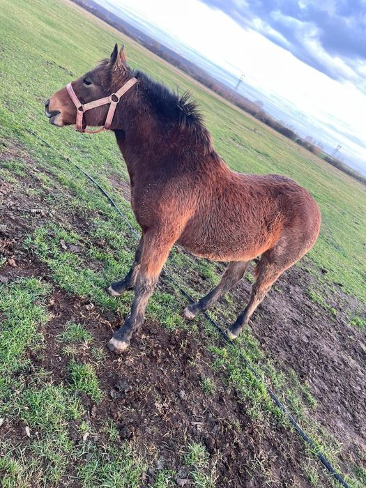 Mânz 11  luni. Preț 4000