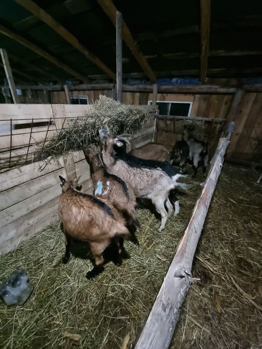 Vând capre gestante