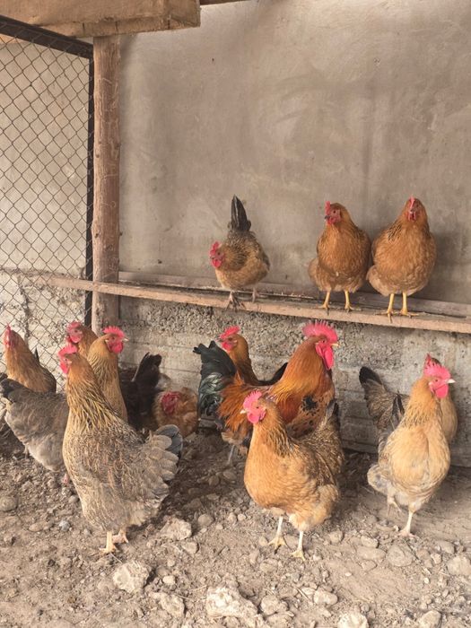 Кучин жұмыртқасы