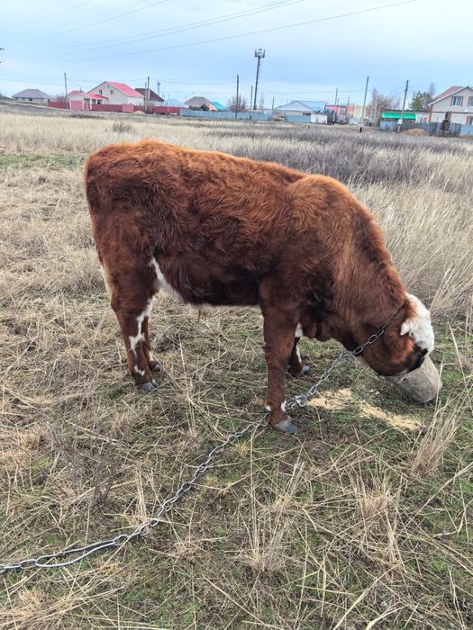 Продам быков 1.5года