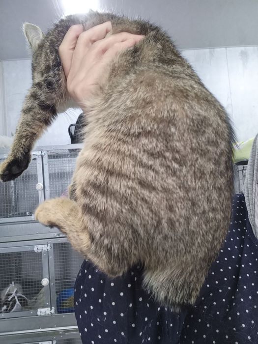 Девочка с хвостиком, как у зайчонка ищет семью!