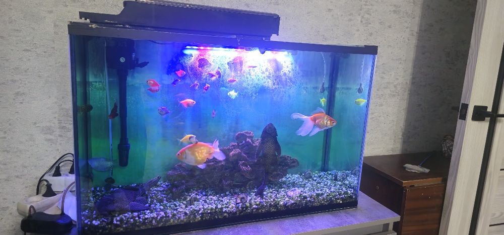 Продам аквариум с рыбами