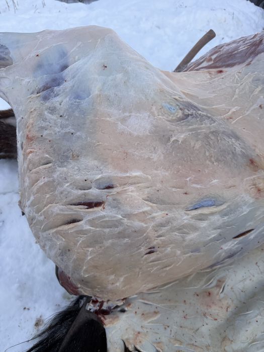 Согым бие байтал 3000 тг