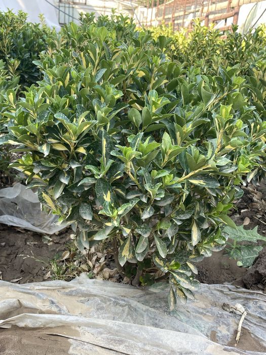 Сарик шамшод срочна сотилади