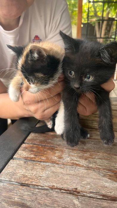 Котята бесплатно