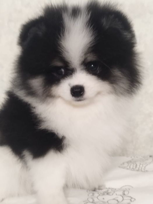 Померанский шпиц миниатюрный