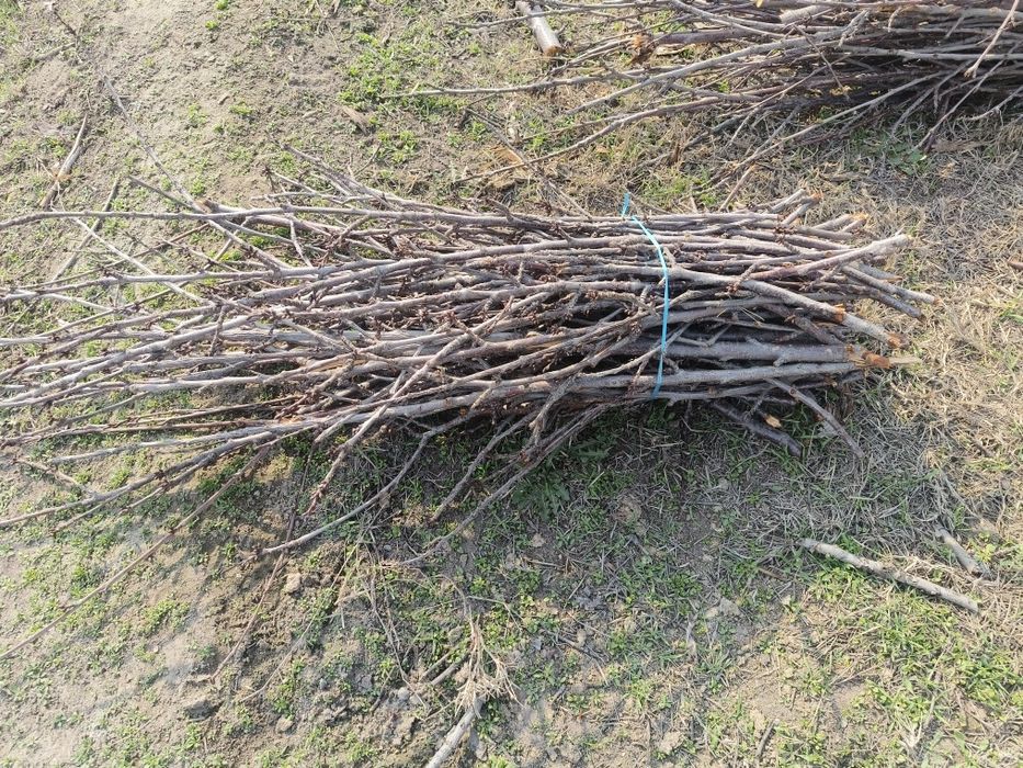 Qoʻqon gilos shaxchaoʻtini sotiladi