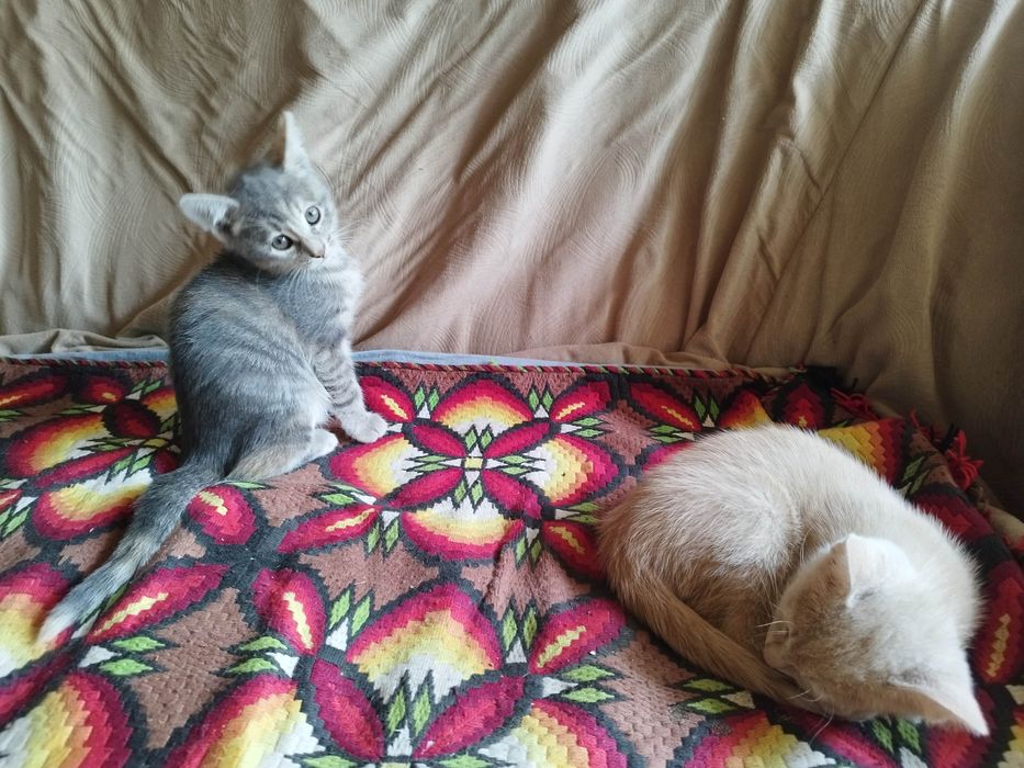 Раздавам котета на 2 месеца