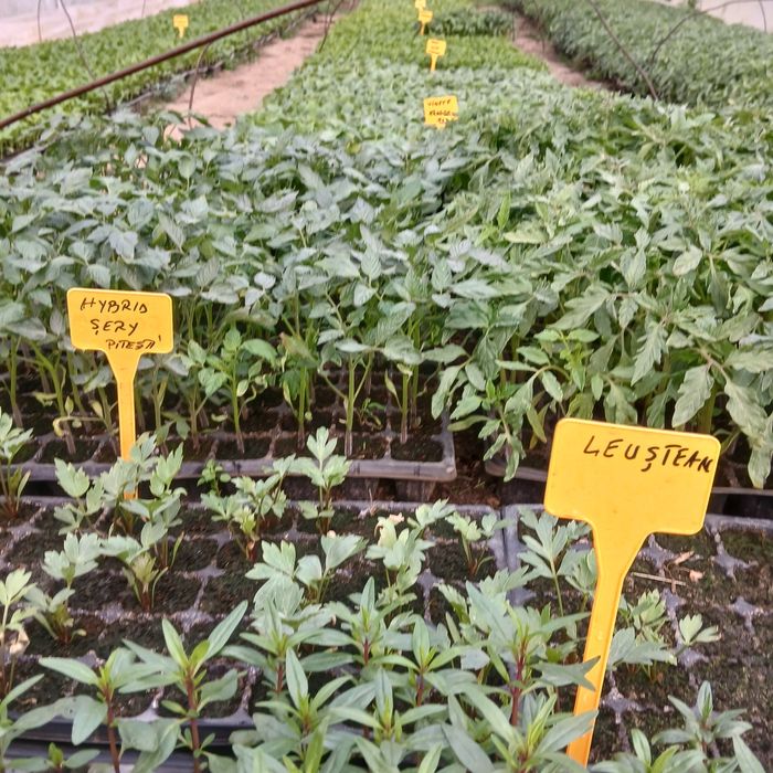 Răsaduri legume foarte frumoase