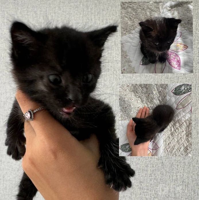 Котята домашние маленькие