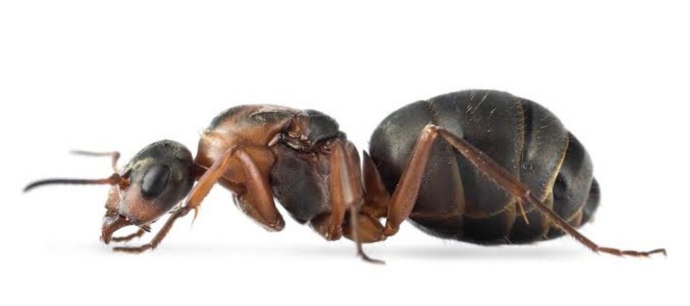 Муравьиная матка Formica rufibarbis