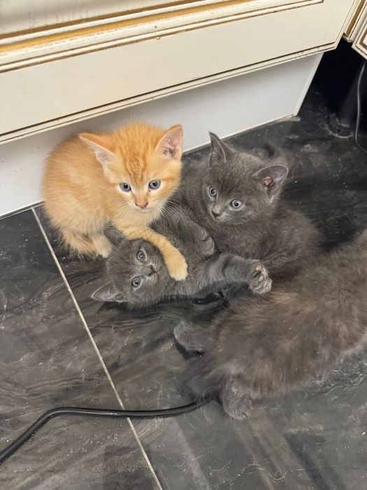 Отдам котят в добрые руки