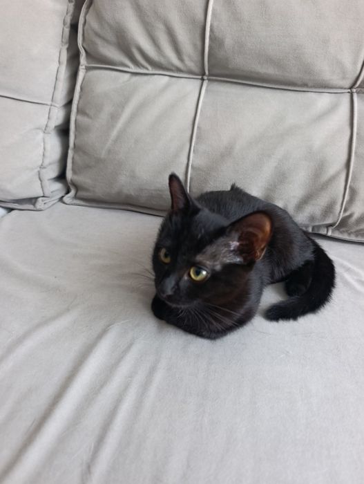 Ласковая черная кошка