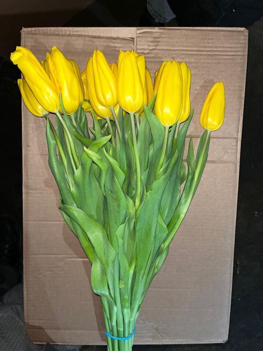 Тюльпаны Петропавловск оптом и розница