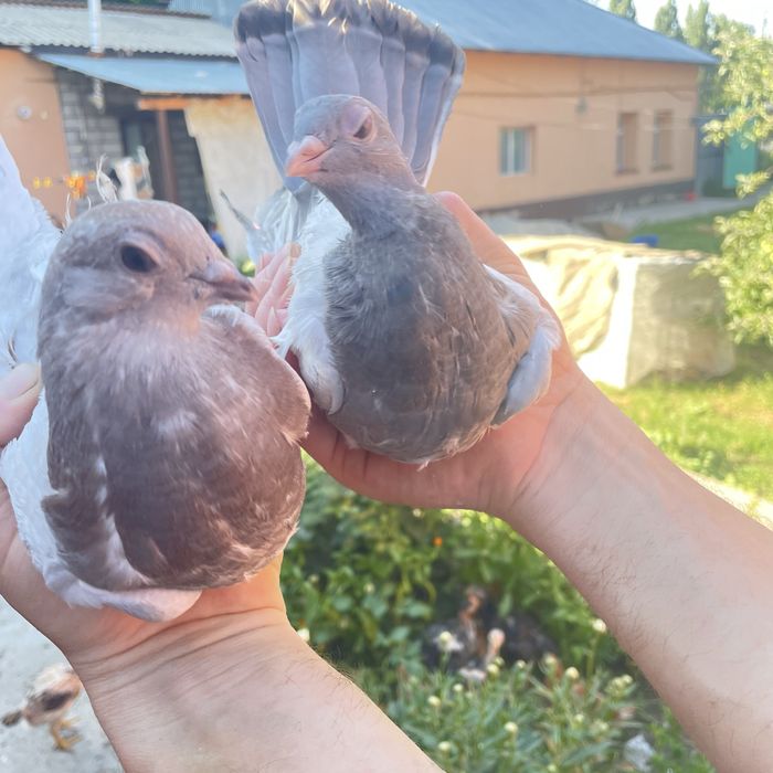 Продам голубей молодых