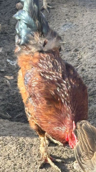 Әтеш сатамын, петух