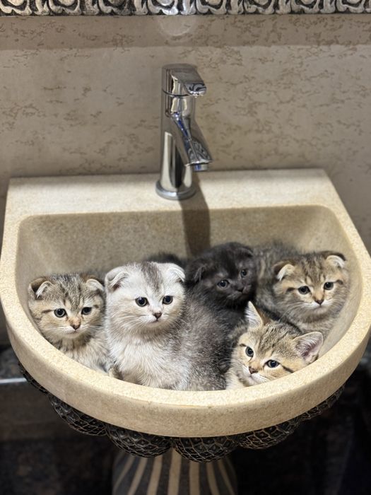 Mushiklar onasi британский  otasi шотландский