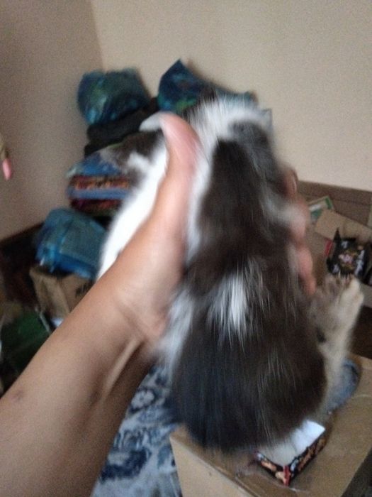 Отдам в добрые руки двух котят