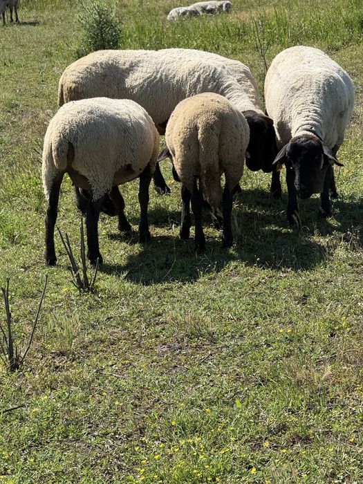 Vând 5 oi suffolk