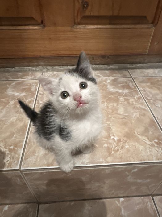 Котята. Котики в добрые руки