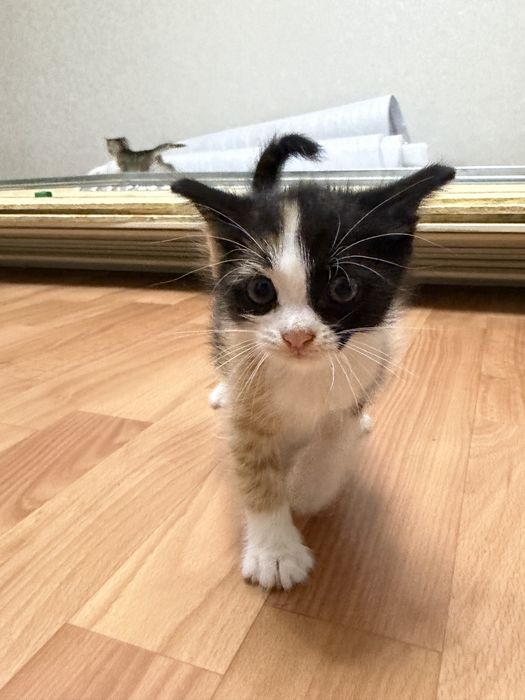 Отдам котенка в добрые руки