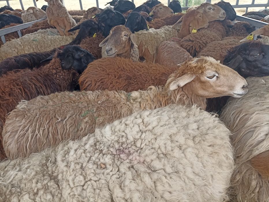 Кой,қой,токты,сек