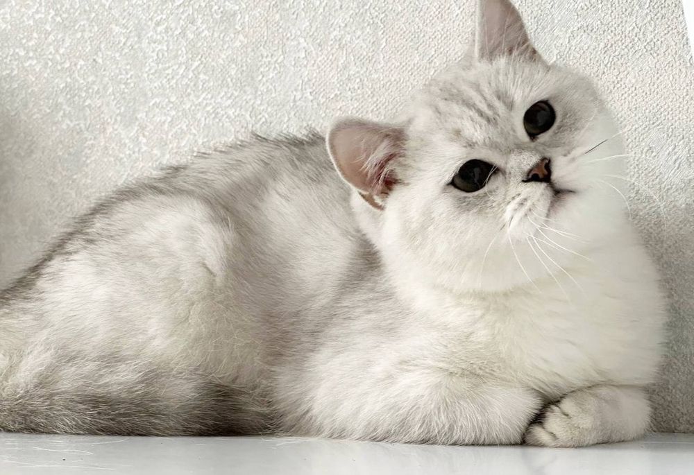Britanskiy Serebristiy Shinshilla NS11 Baby face