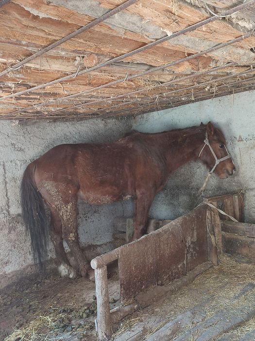 Продам лошадь 6 лет