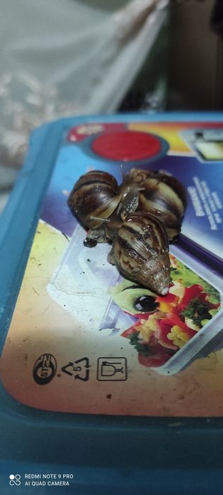 Продаются улиточки