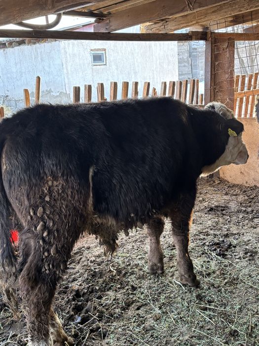 бычоктар сатылады