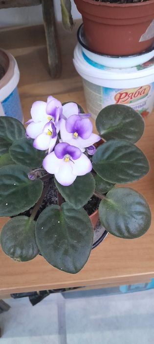 Комнатные цветы.