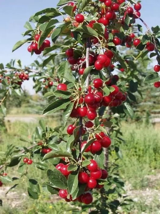 Pomi fructiferi columnari