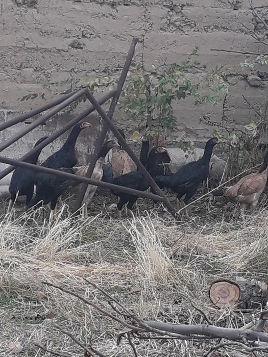 Бойцовые петушки и курочки