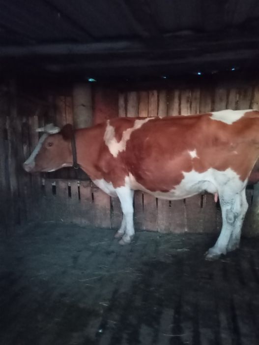 Продам дойную корову!