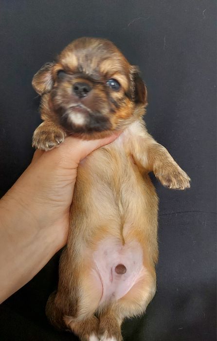 Продаю щенка чихуахуа