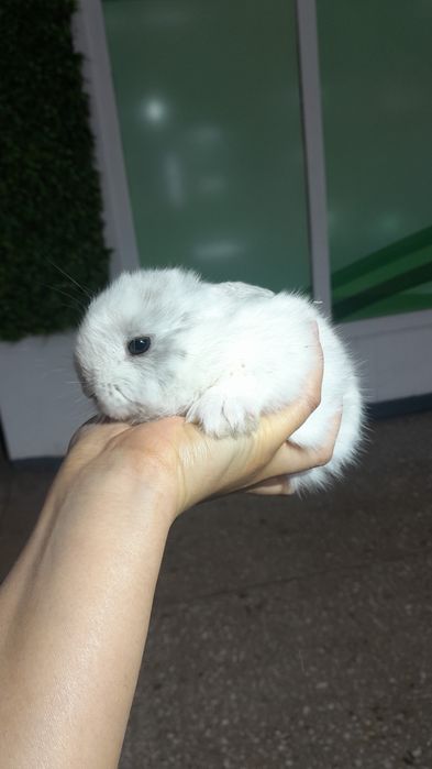 Кролики декоративные